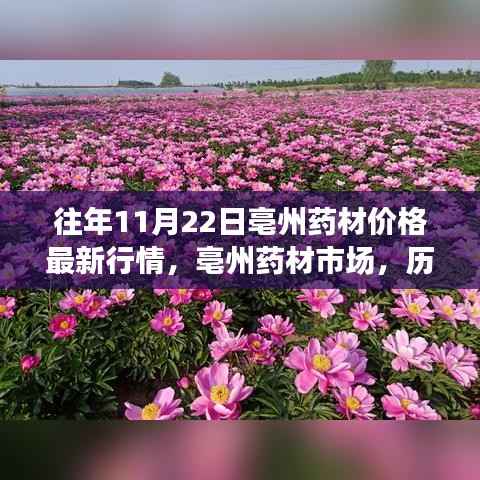 历年11月22日亳州药材市场最新行情深度解析及价格走势预测
