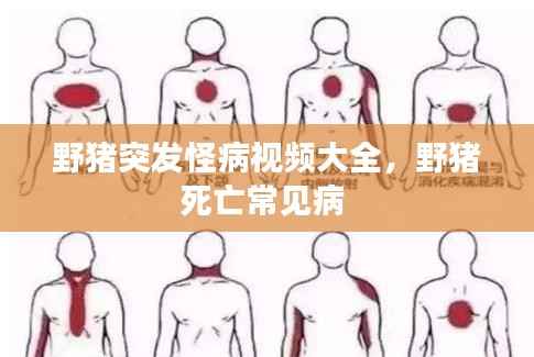 野猪突发怪病视频大全,野猪死亡常见病