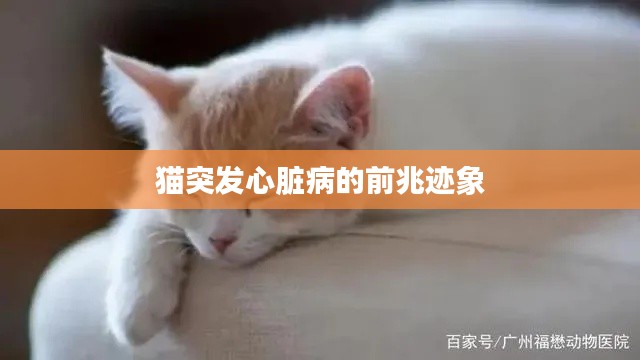 猫突发心脏病的前兆迹象