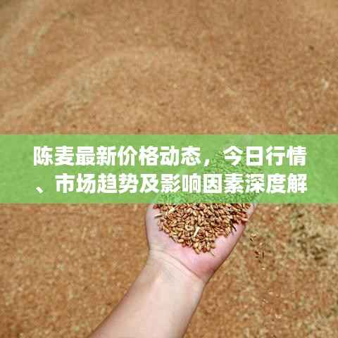 陈麦最新价格动态，今日行情、市场趋势及影响因素深度解析