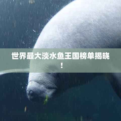 世界最大淡水鱼王国榜单揭晓!