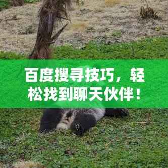 百度搜寻技巧,轻松找到聊天伙伴!